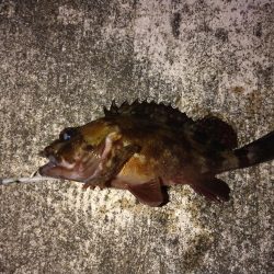 アジングでガシラ